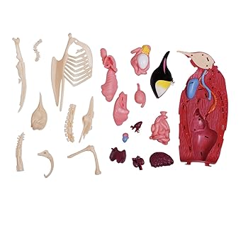 Amazon.co.jp: 4D Vision Emperor Penguin Animal Organ Anatomy